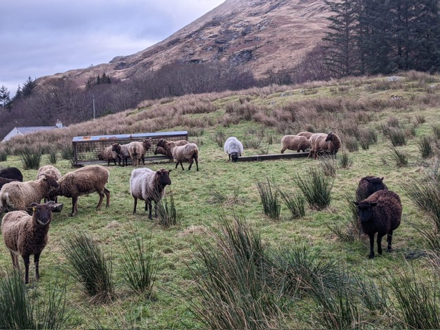 Lagnaha's shetland sheep.jpg